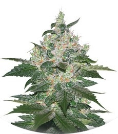 Afghan Kush fem (World of Seeds)