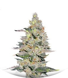 Сорт Fastberry auto fem