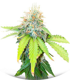 Monster Zkittles fem (Monster Genetics)