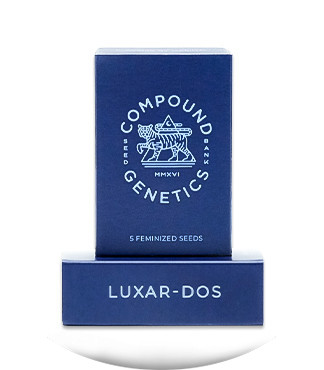 Сорт Luxar-Dos fem (Compound Genetics)