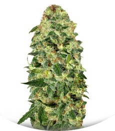 Сорт Auto California Kush fem (00 Seeds)