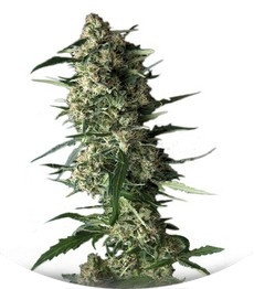 Сорт Auto Galaxy fem (Pyramid Seeds)