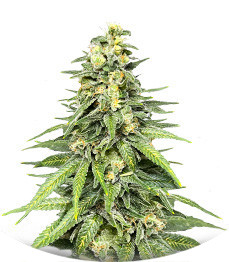 Сорт Dozy Cookies fem (AlphaFem Seeds)