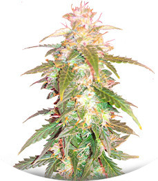 Сорт Quarter Pounder Autoflower fem (Easy Grow Seeds)