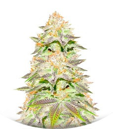 Сорт Red Leicester Tease fem (Dr. Krippling Seeds)