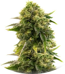 Сорт Different Gorilla fem (AlphaFem Seeds)