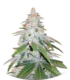 Сорт Purple Punch Cookies fem (Original Sensible Seeds)