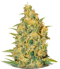 Critical Sensi Star fem (Delicious Seeds)