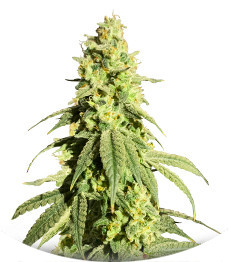 Сорт Banana Rapids fem (Dr. Krippling Seeds)