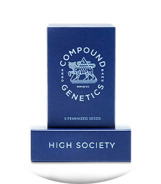 Сорт High Society fem (Compound Genetics)