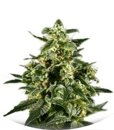 Сорт Himalaya Gold fem (Green House Seeds)