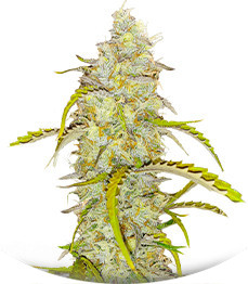 Black Herer Autoflower fem (Easy Grow Seeds)