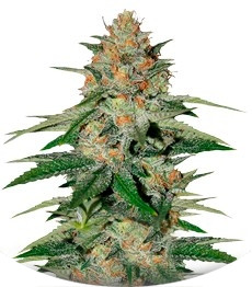 Сорт Delicious Candy fem (Delicious Seeds)