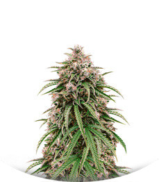 Сорт LSD Auto fem (Barney's Farm)