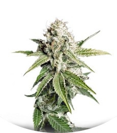 Сорт White Widow fem (Green House Seeds)