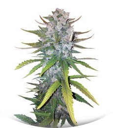 + Speed Auto fem (Sweet Seeds)