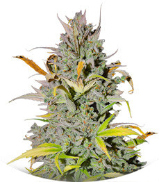 Сорт Crystal WW Autoflower fem (Easy Grow Seeds)