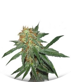 Сорт Great White Shark (Green House Seeds)