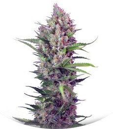 Cream Mandarine F1 Fast Version fem (Sweet Seeds)