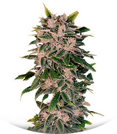 Сорт Sweet Zenzation XL Auto fem (Sweet Seeds)