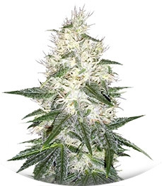 Сорт Dutch Kush fem (Paradise Seeds)