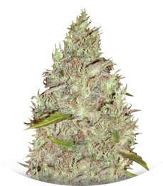 Сорт Incredible Bulk fem (Dr. Krippling Seeds)