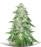 Сорт Auto Northern Lights fem (Pyramid Seeds)