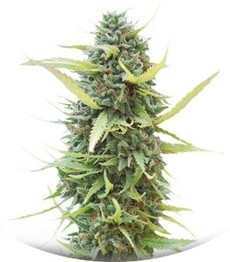 Сорт Colombian Gold fem (World of Seeds)