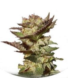 Сорт Durga Mata fem (Paradise Seeds)