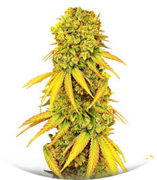 Pellezino Cookies fem (Original Sensible Seeds)