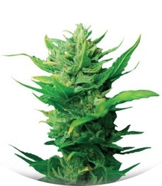 Think Different auto fem (Dutch Passion)