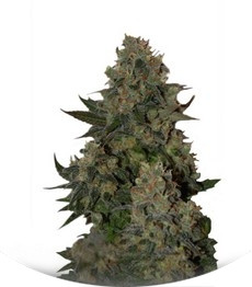 Сорт Tutankhamon fem (Pyramid Seeds)