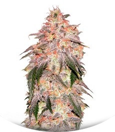 Aurora Indica fem (Nirvana Seeds)