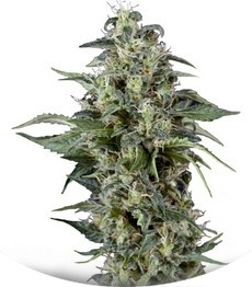 Сорт Kryptonite fem (Pyramid Seeds)