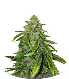 Сорт Bruce Banner fem (Cali Buds Seeds)