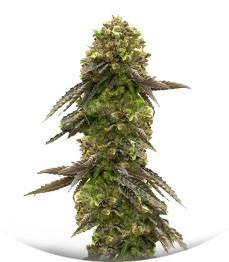 Сорт Bruce Banner # fem (AlphaFem Seeds)