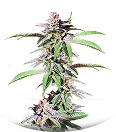 Сорт Dozy Breath fem (AlphaFem Seeds)