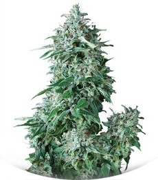 Сорт Auto Anubis fem (Pyramid Seeds)