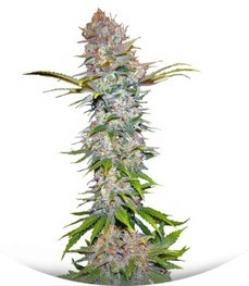 Сорт Jock Horror fem (Nirvana Seeds)