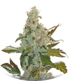 Сорт Cheese fem (Green House Seeds)