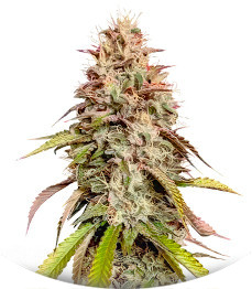 Gorilla Melon fem (FastBuds)