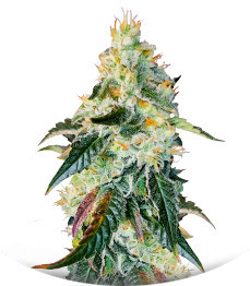 Purple Punch X Lemon Drizzle fem (Barney's Farm)