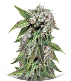 Сорт Auto Blue Pyramid fem (Pyramid Seeds)