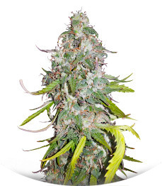 Сорт Dolly Kush fem (Dr. Krippling Seeds)