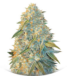 Сорт Auto Northern Light fem (Victory Seeds)