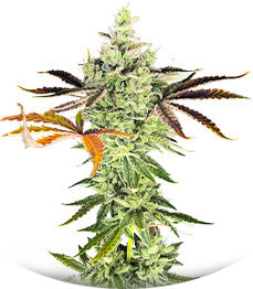 Сорт Shogun fem (Royal Queen Seeds)