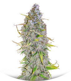 Сорт HighCloudZ Auto fem от Green House Seeds