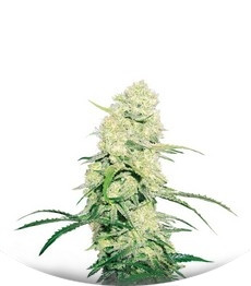 Malakoff fem (Medical Seeds)