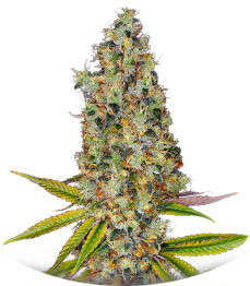 Rainbow Road fem (Paradise Seeds)