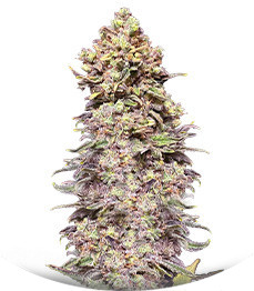 Gran Purple Banner Auto fem (Cali Buds Seeds)